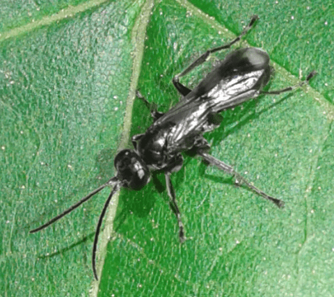 Pompilidae: Dipogon sp.